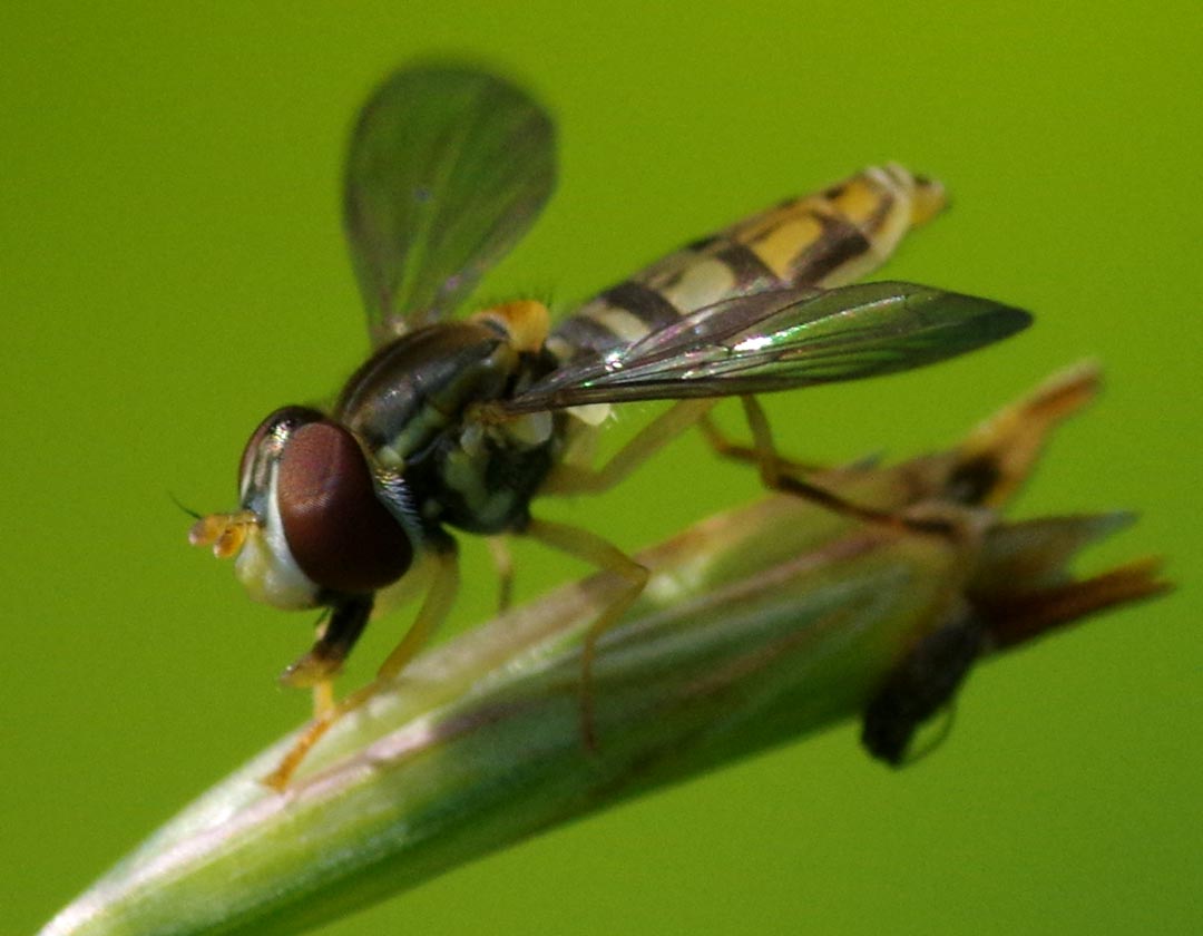 Hoverfly