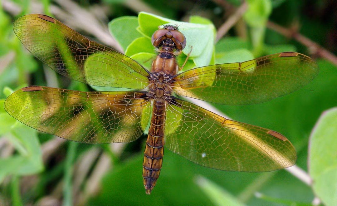 Eastern amberwing