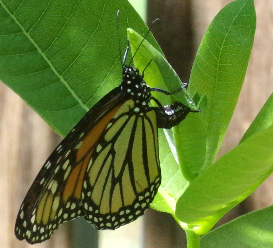 Female monarch laying an egg