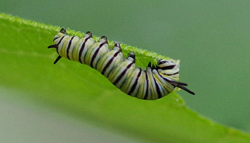 Little monarch caterpillar