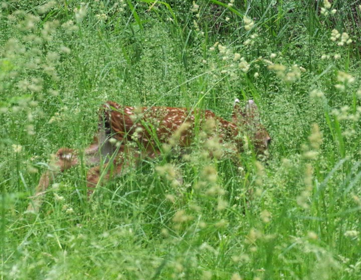 Fawn in tall grass