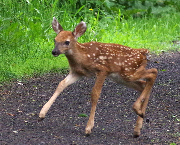 Fawn hesitates