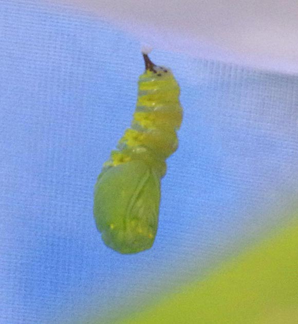 Monarch caterpillar to chrysalis