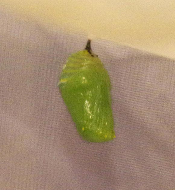 Monarch caterpillar to chrysalis