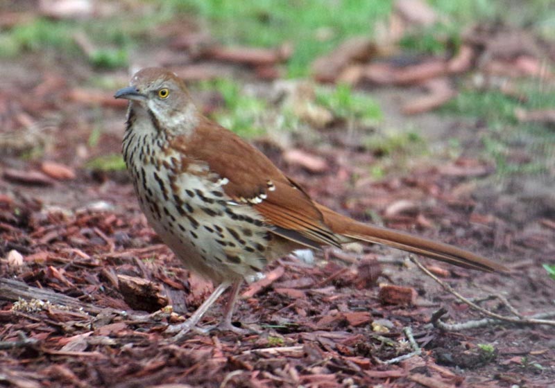 Brown thrasher