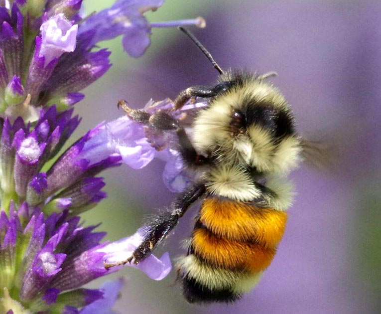 Tricolored bumblebee