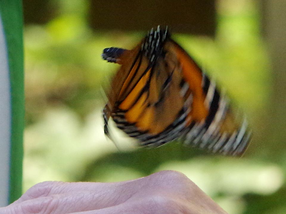 Monarch flying free