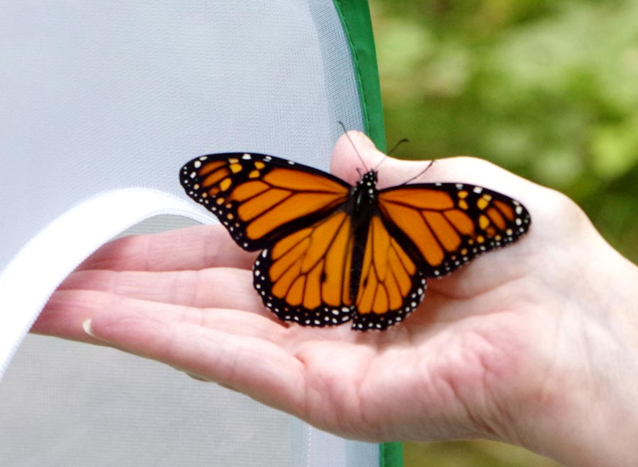 Monarch traveling on hand