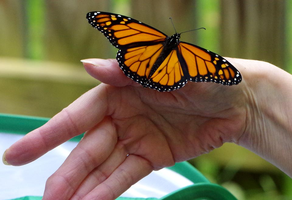 Monarch positioning himself