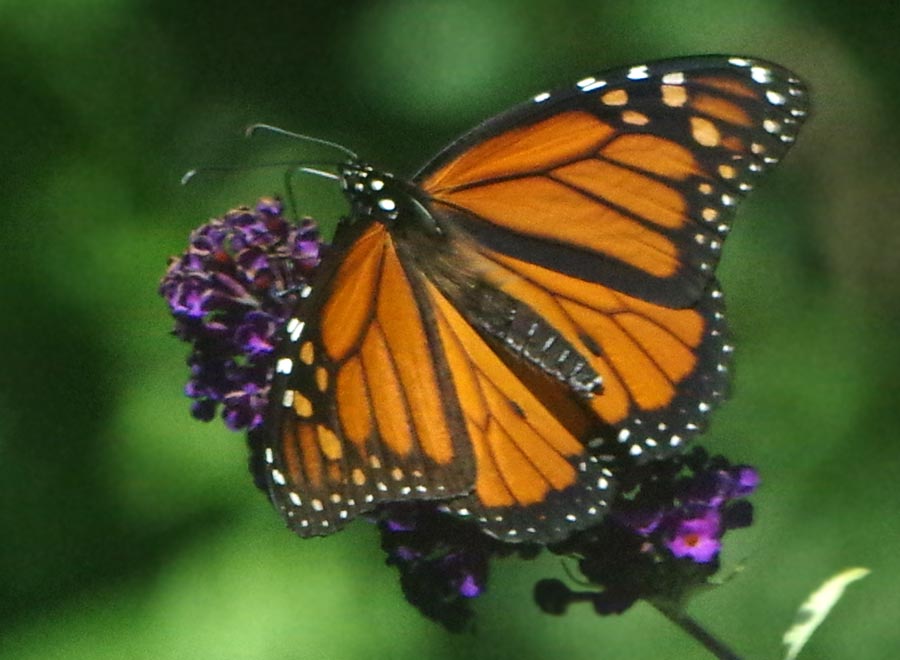 A monarch visitor
