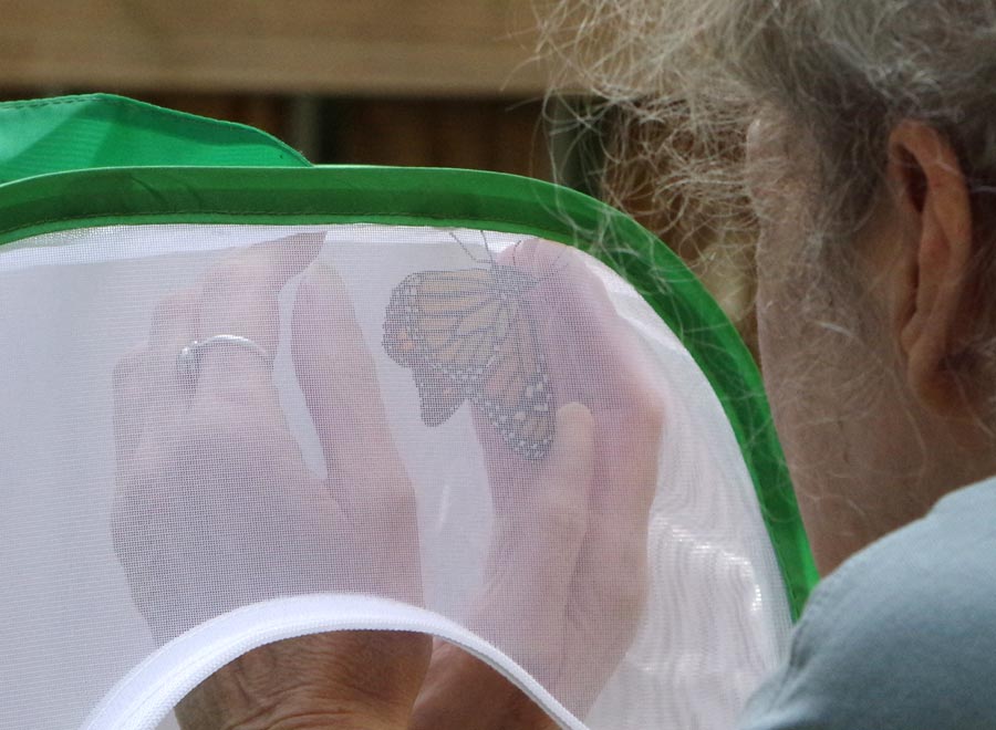 Capturing a monarch for release