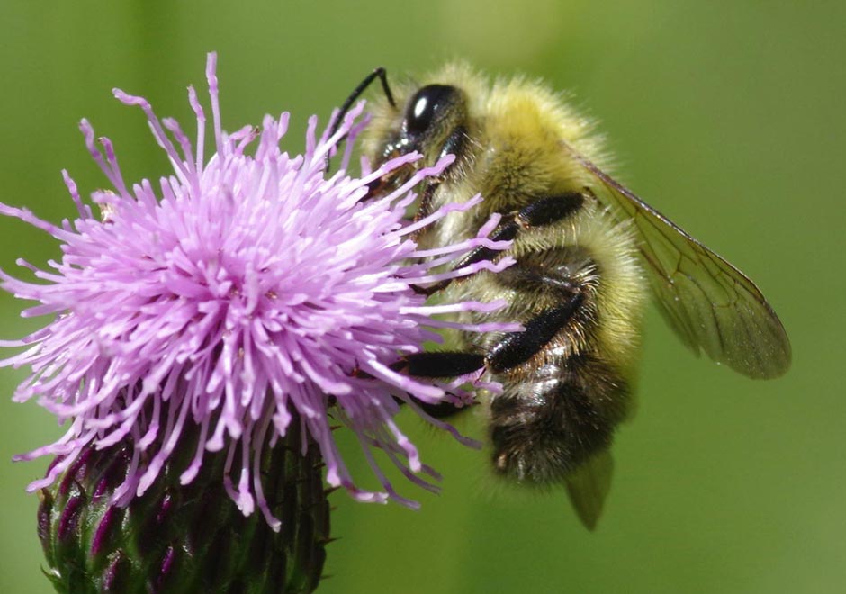 A perplexing bumblebee