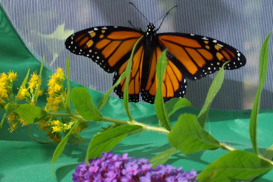Monarch soaking up sun in flight crate