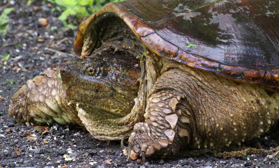 Mom snapping turtle portrait