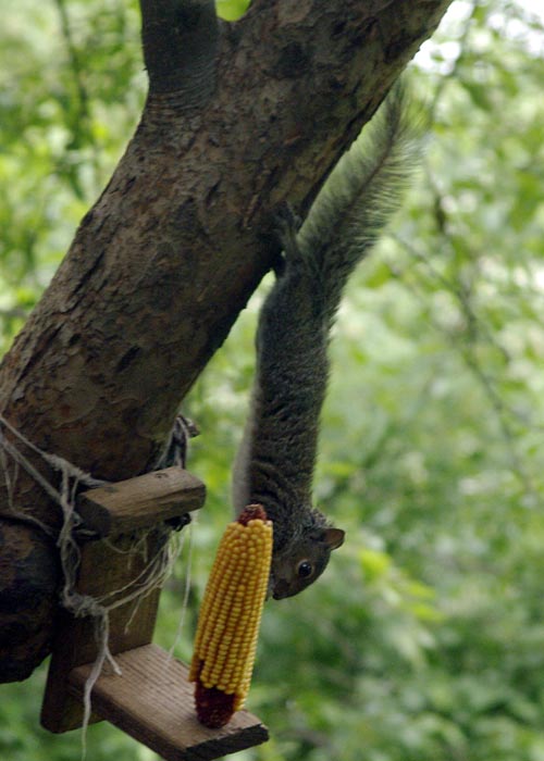 Baby gray squirrel enjoying a treat