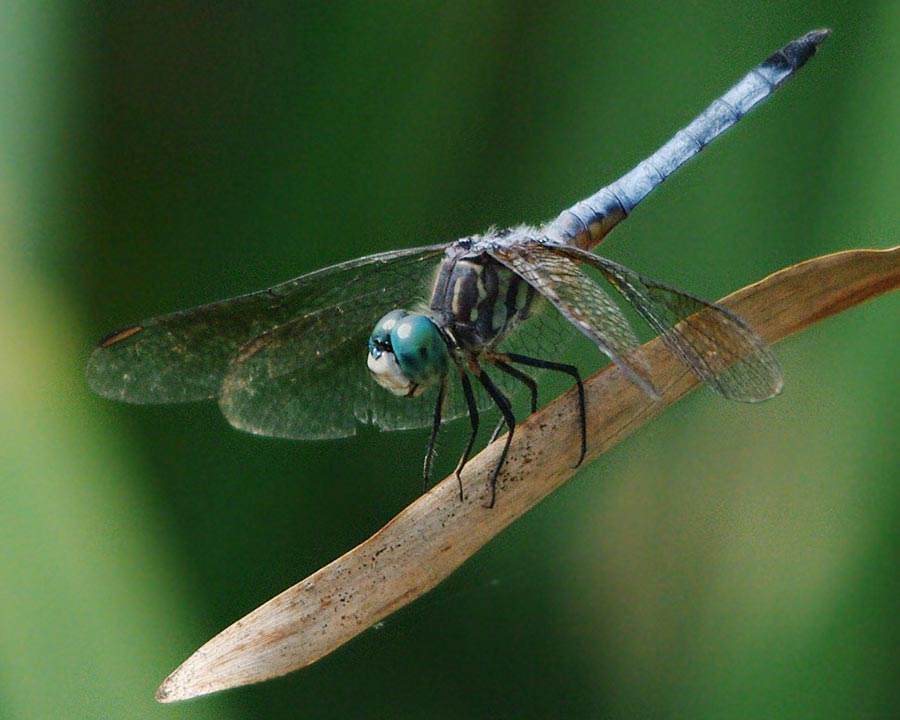 Male blue dasher