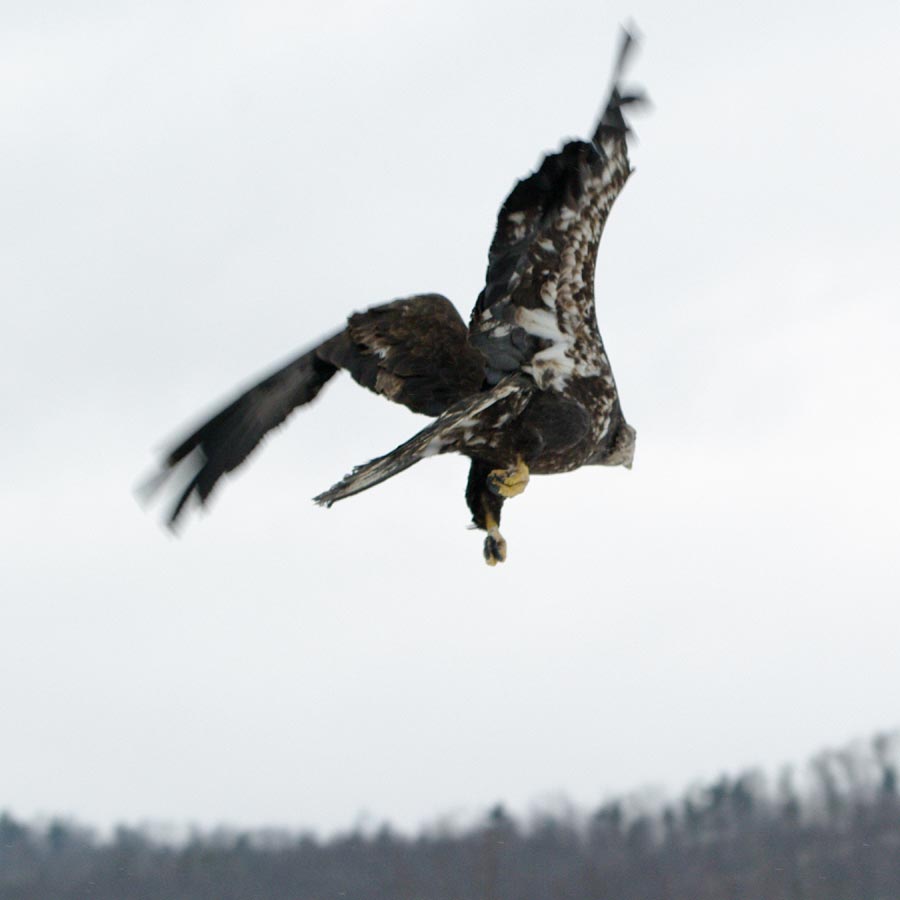 Canace flight adjustment