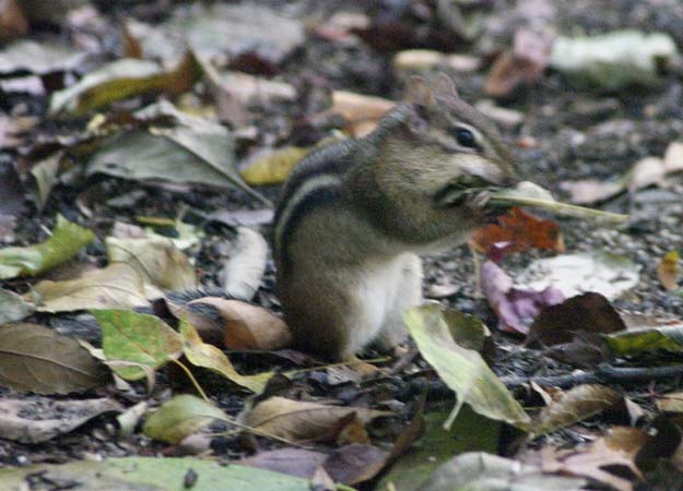 An eastern chipmunk and the leaf