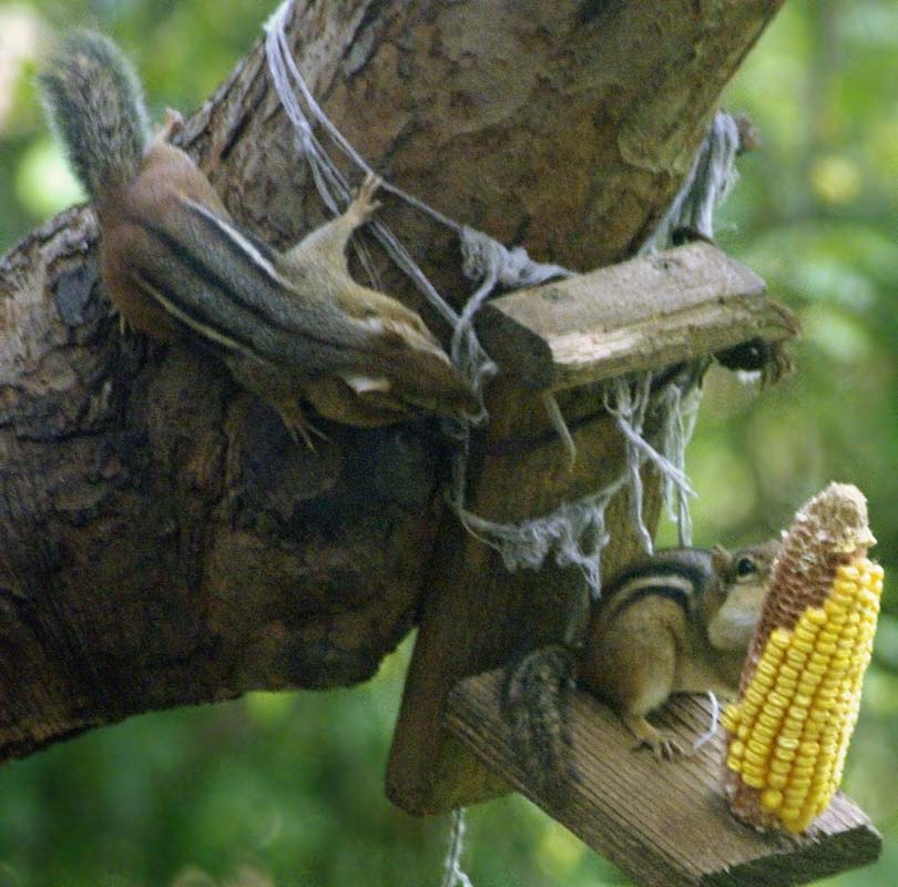 Chipmunk 2 sneaks into view