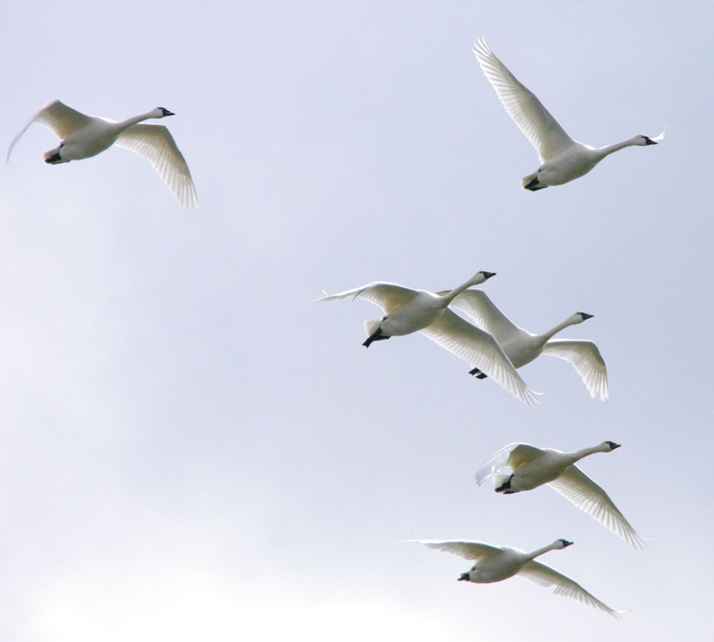 A V formation of tundra swans