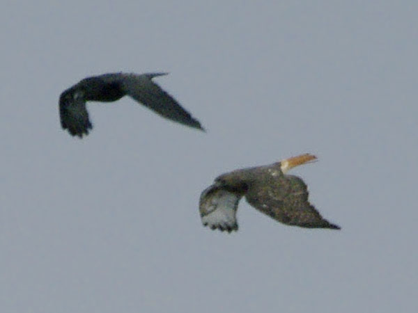 raven and red-tailed hawk