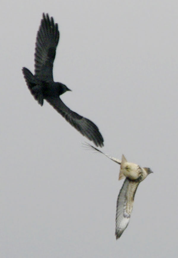raven and red-tailed hawk