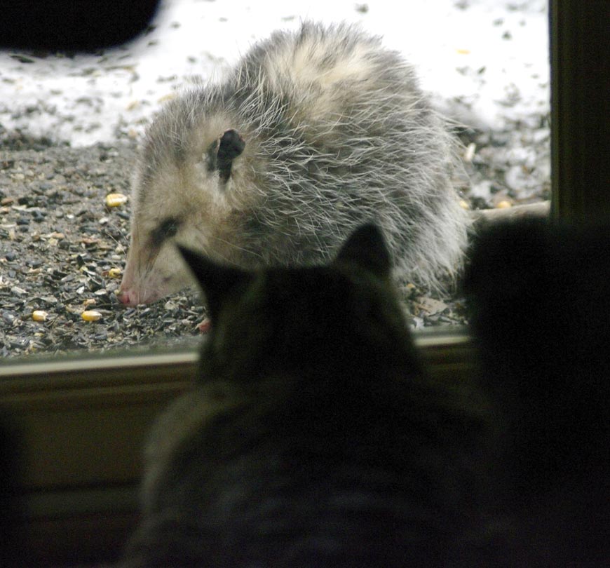 Opossum stars on cat TV
