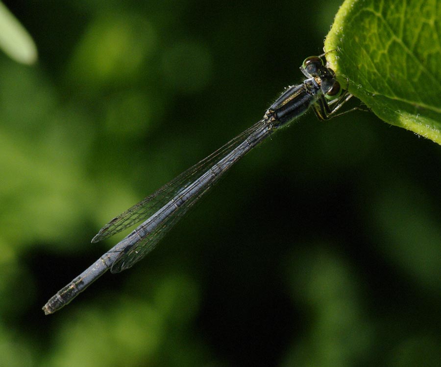 Purple damselfly with stripes