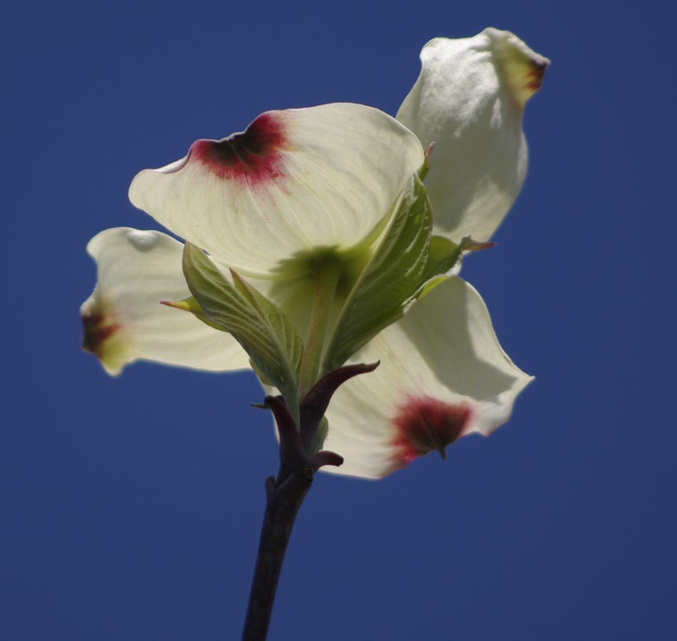 Single dogwood blossom