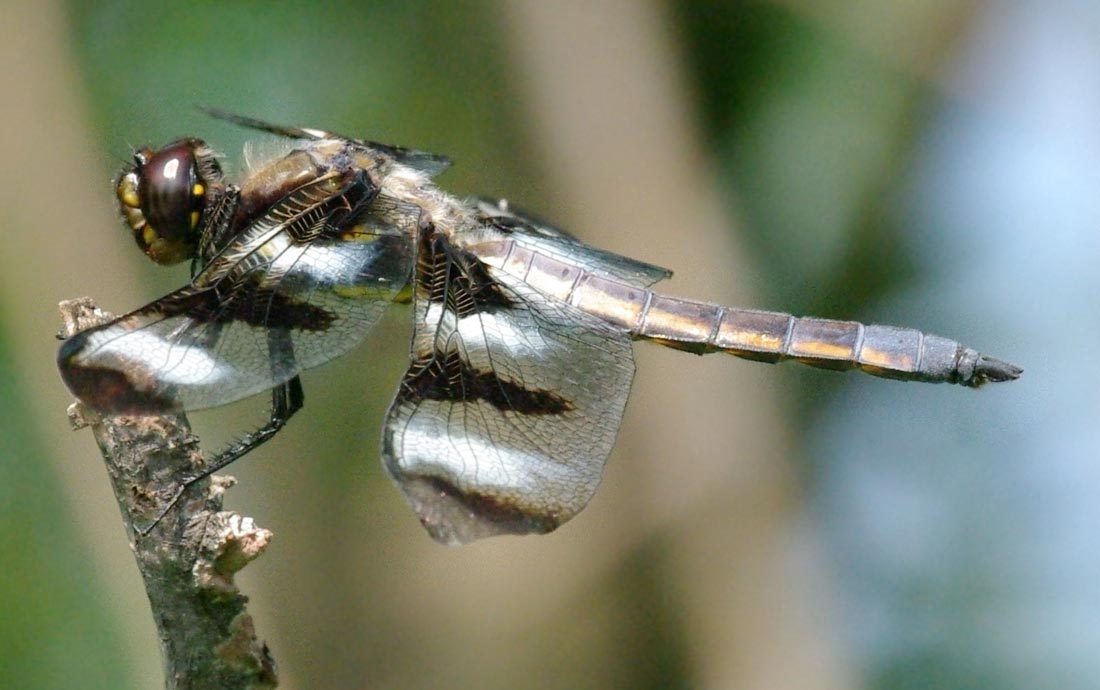 Twelve-Spotted Skimmer, side view
