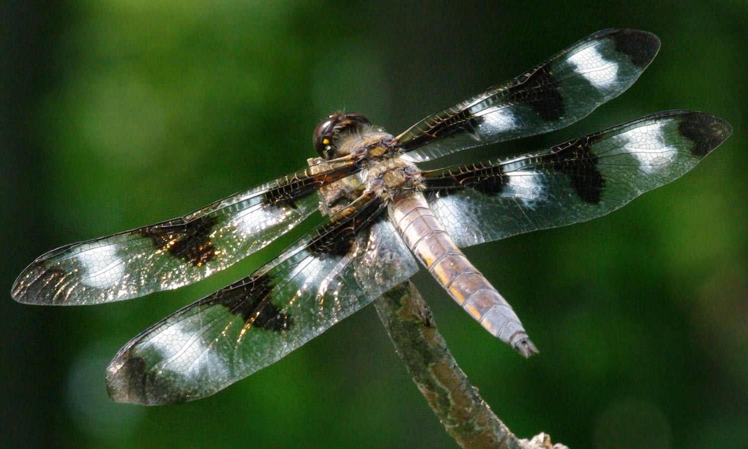 Twelve-spotted skimmer