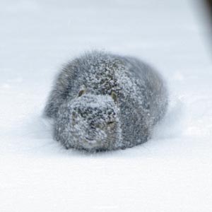 Gray squirrel dashing thru snow