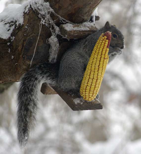 Gray squirrel at gold
