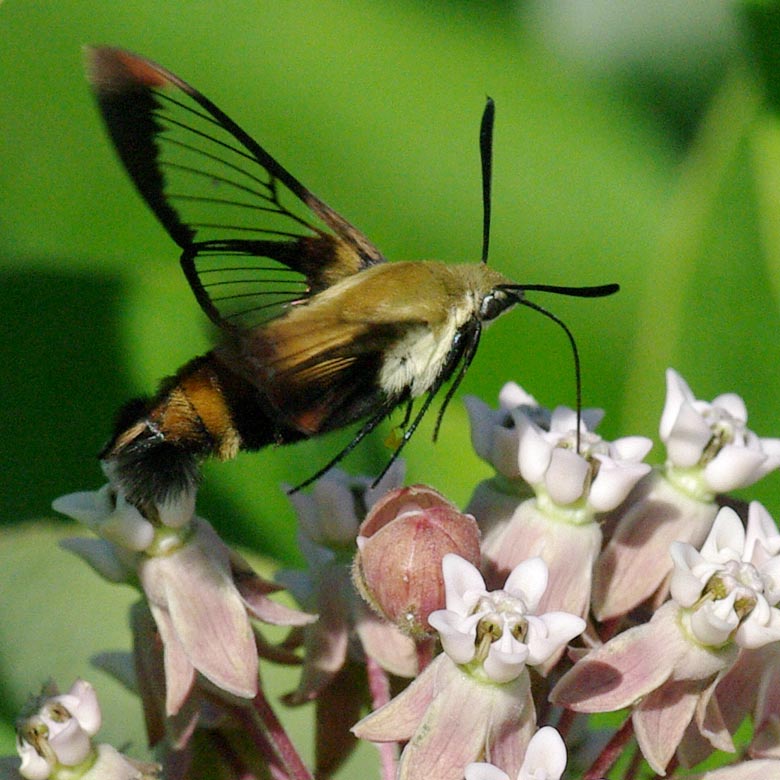 Hummingbird moth: a snowberry clearwing