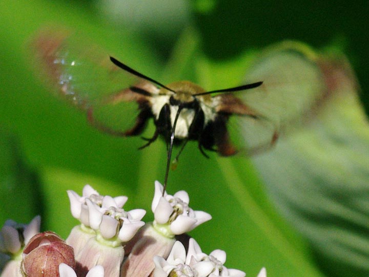 Snowberry clearwing, head on