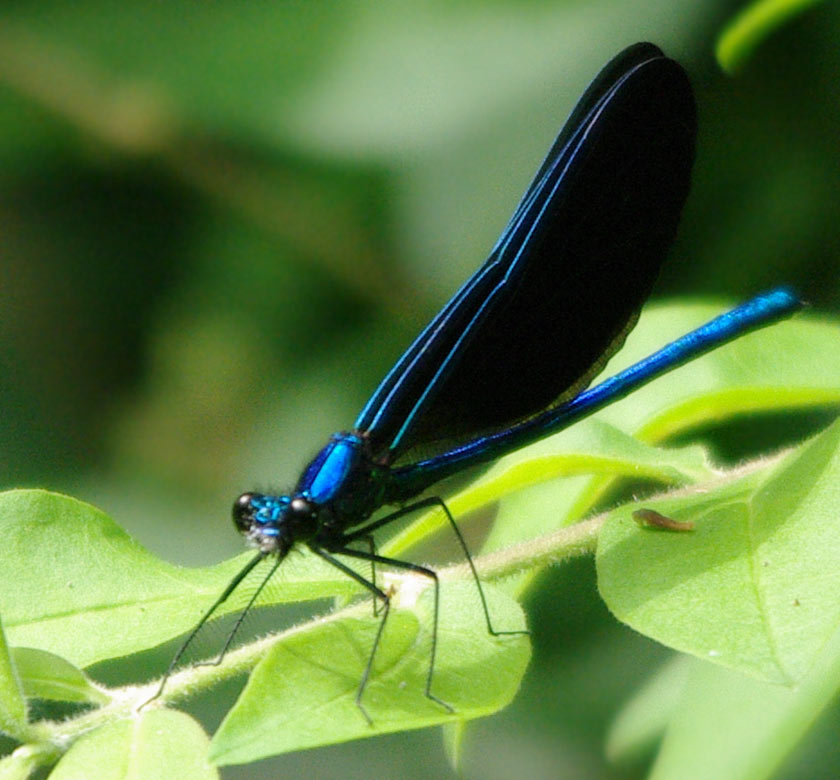 Ebony jewelwing