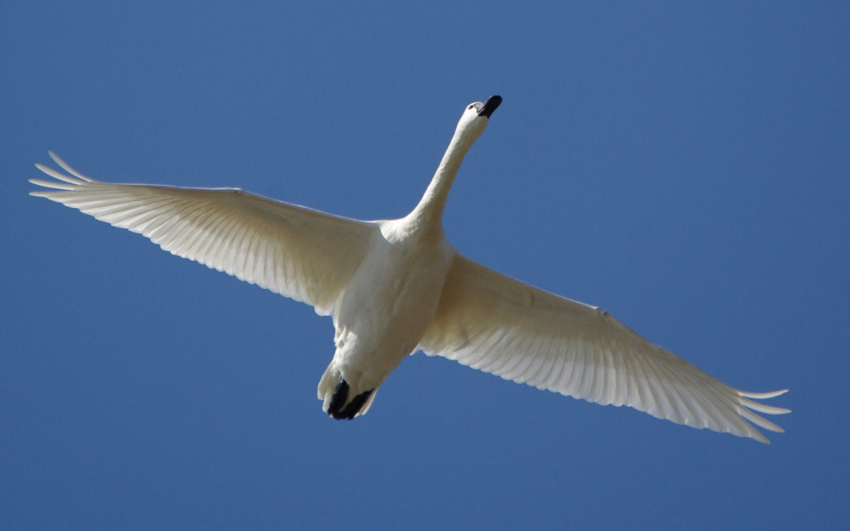 A tundra swan