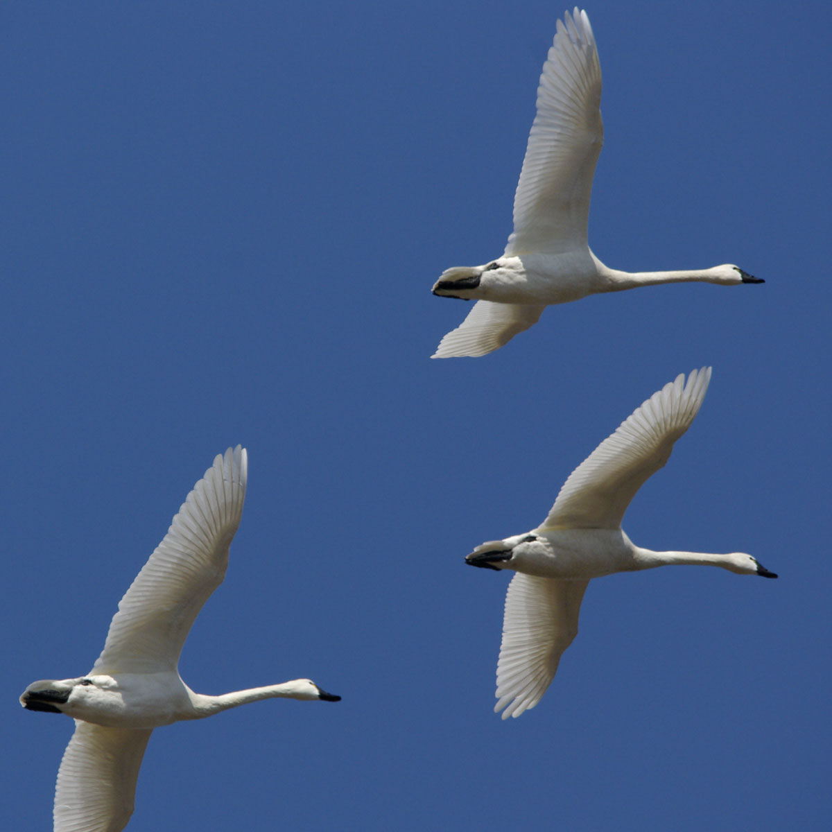 3 tundra swans