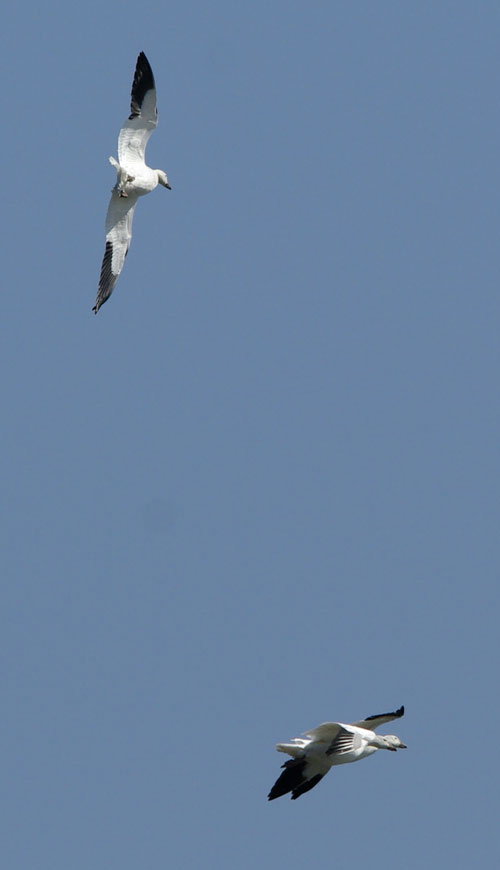 Snow geese, challenged flight