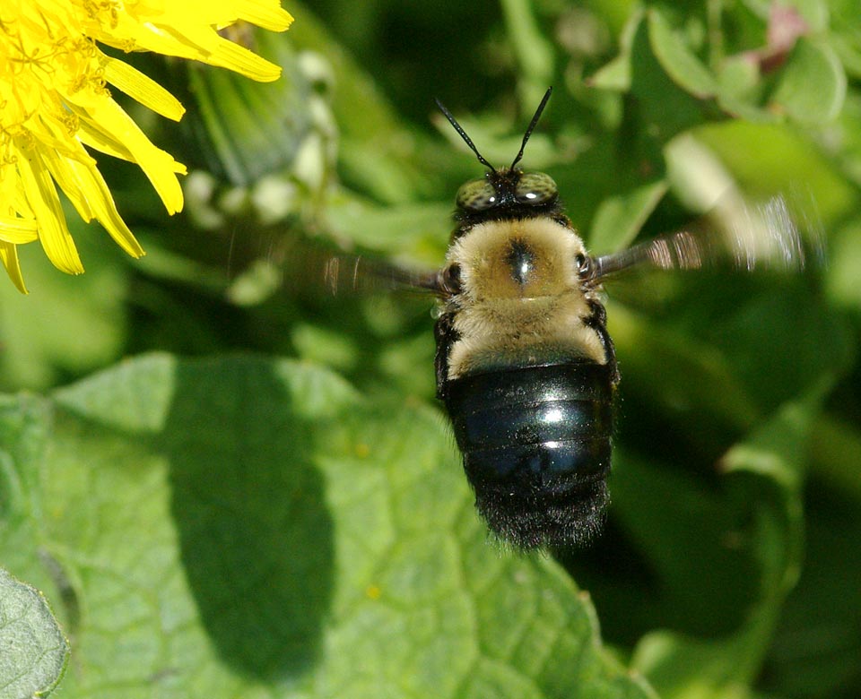 Bumblebee eye reflection