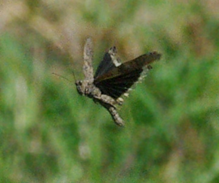 Hovering Carolina grasshopper