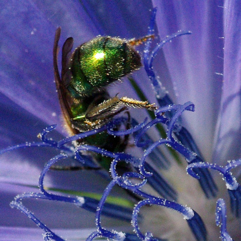 Green bee or wasp on chicory
