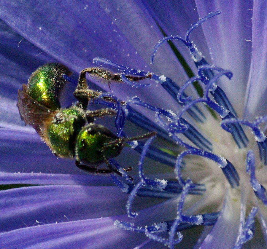 Green bee or wasp on chicory