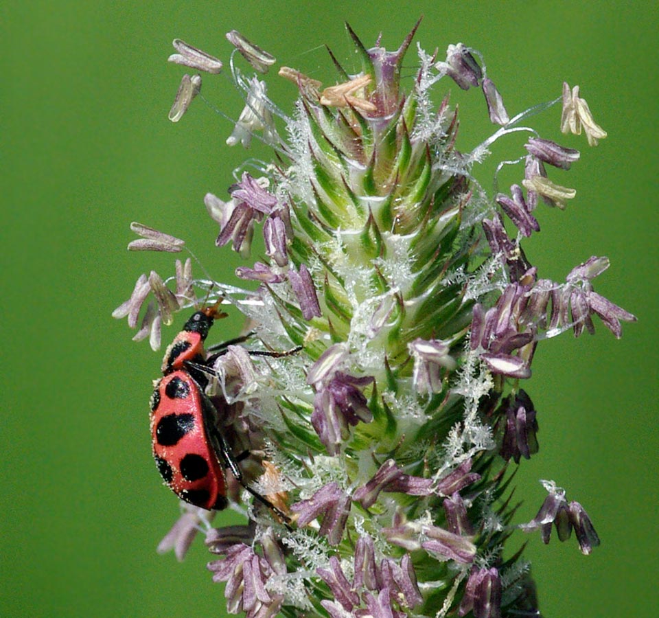 Pink ladybug ascending Grass Flower Mountain
