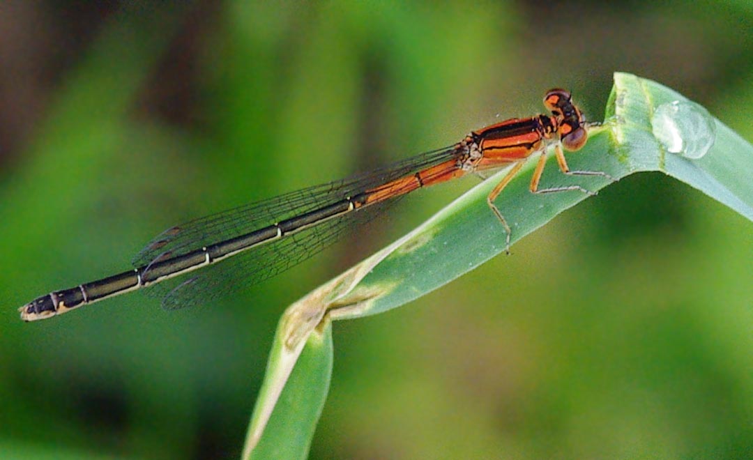 Orange damselfly