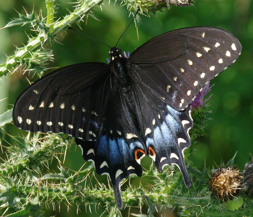Female black swallowtail, above
