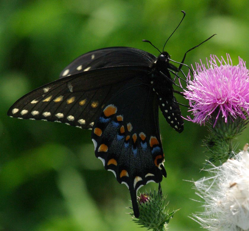 Female black swallowtail, wings raised