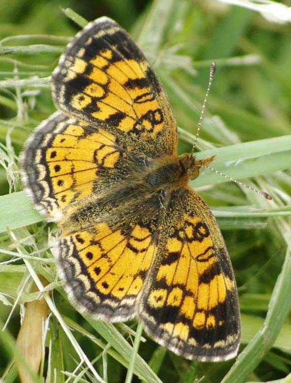 Pearl Crescent, wings open
