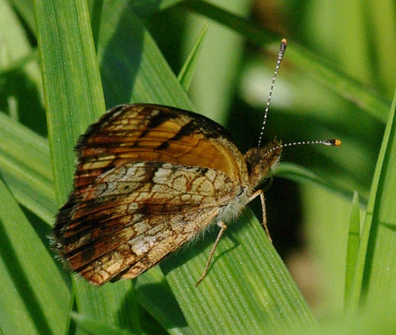 Pearl Crescent, wings closed