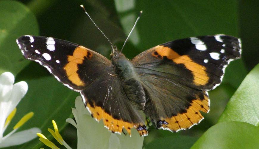 Red Admiral, wings open